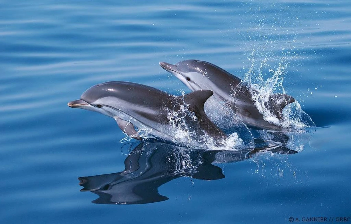 Sea excursion - Seeing dolphins and cetaceans - Saint Raphaël - Expérience Côte d'Azur