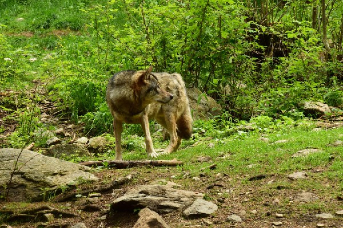 Carer for a day - Parc des Loups - Expérience Côte d'Azur