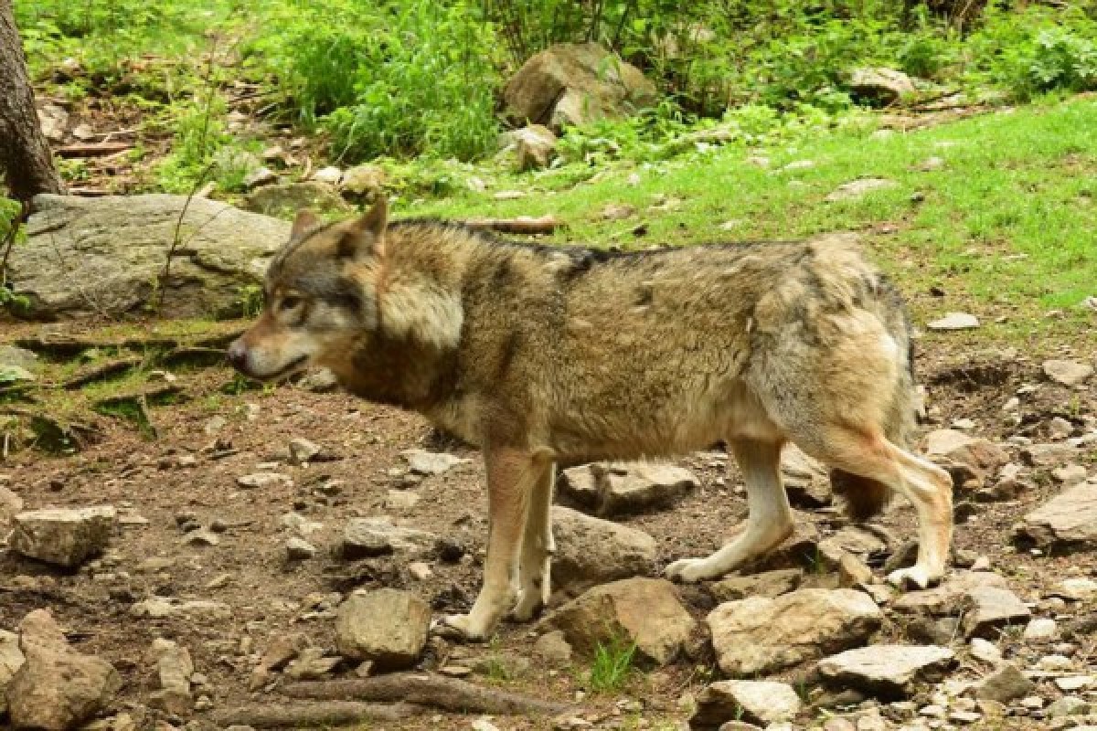 Carer for a day - Parc des Loups - Expérience Côte d'Azur