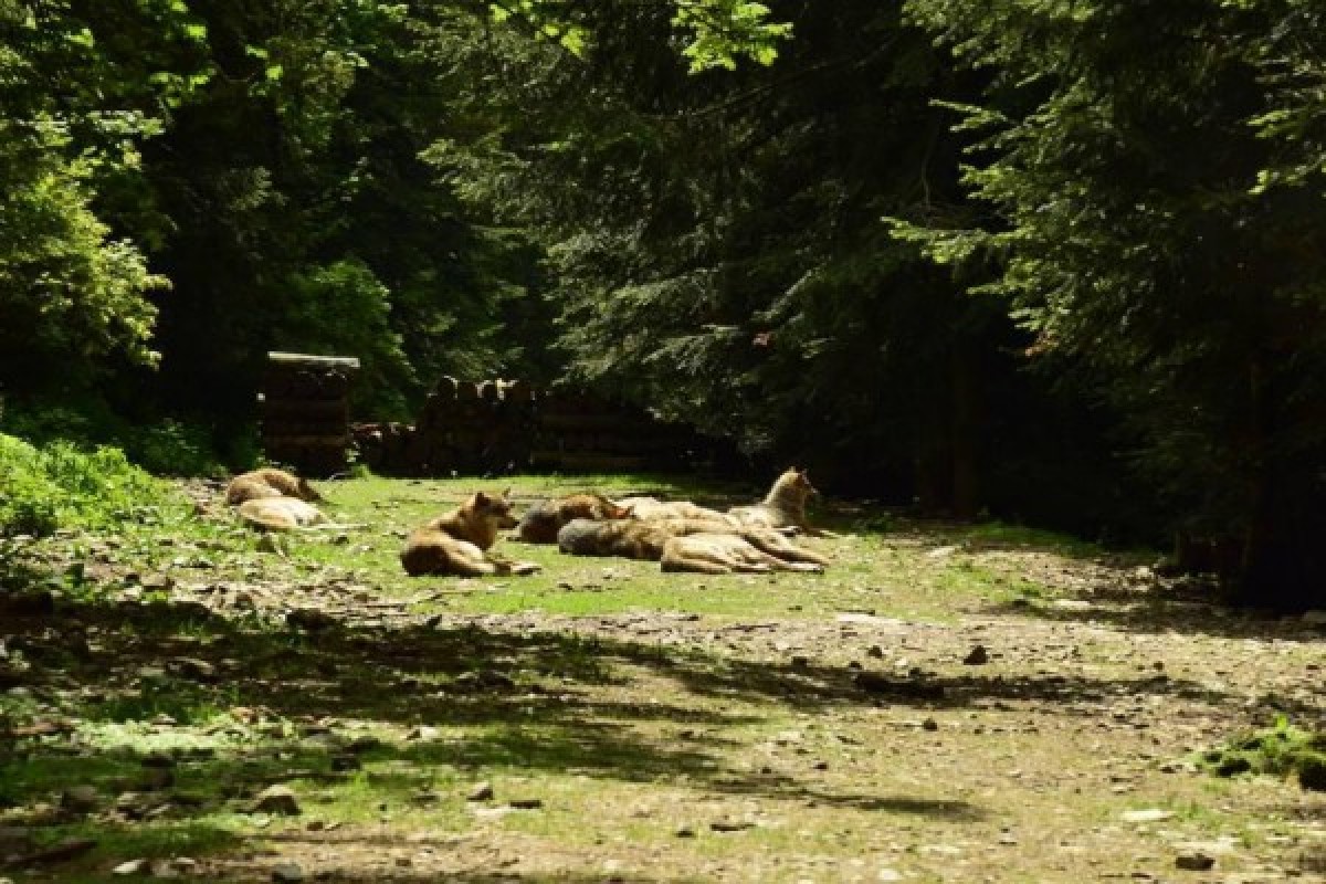 Carer for a day - Parc des Loups - Expérience Côte d'Azur