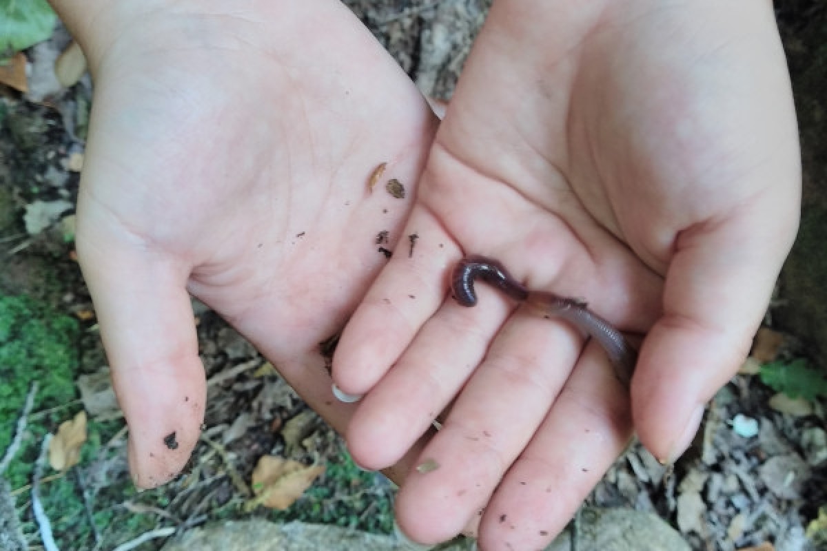 School outing: let's garden organically! - Expérience Côte d'Azur