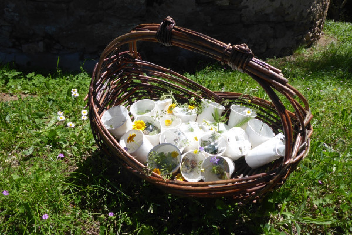 Nature school outing: Let's go herb-hunting! - Expérience Côte d'Azur