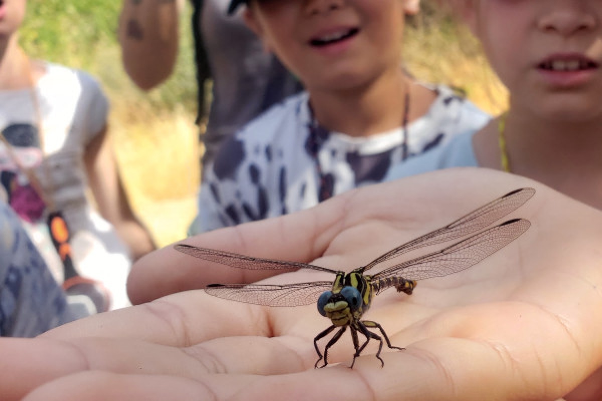Nature school outing: Insect catcher! - Expérience Côte d'Azur