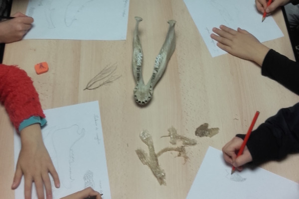 School outing: in the footsteps of animals! - Expérience Côte d'Azur