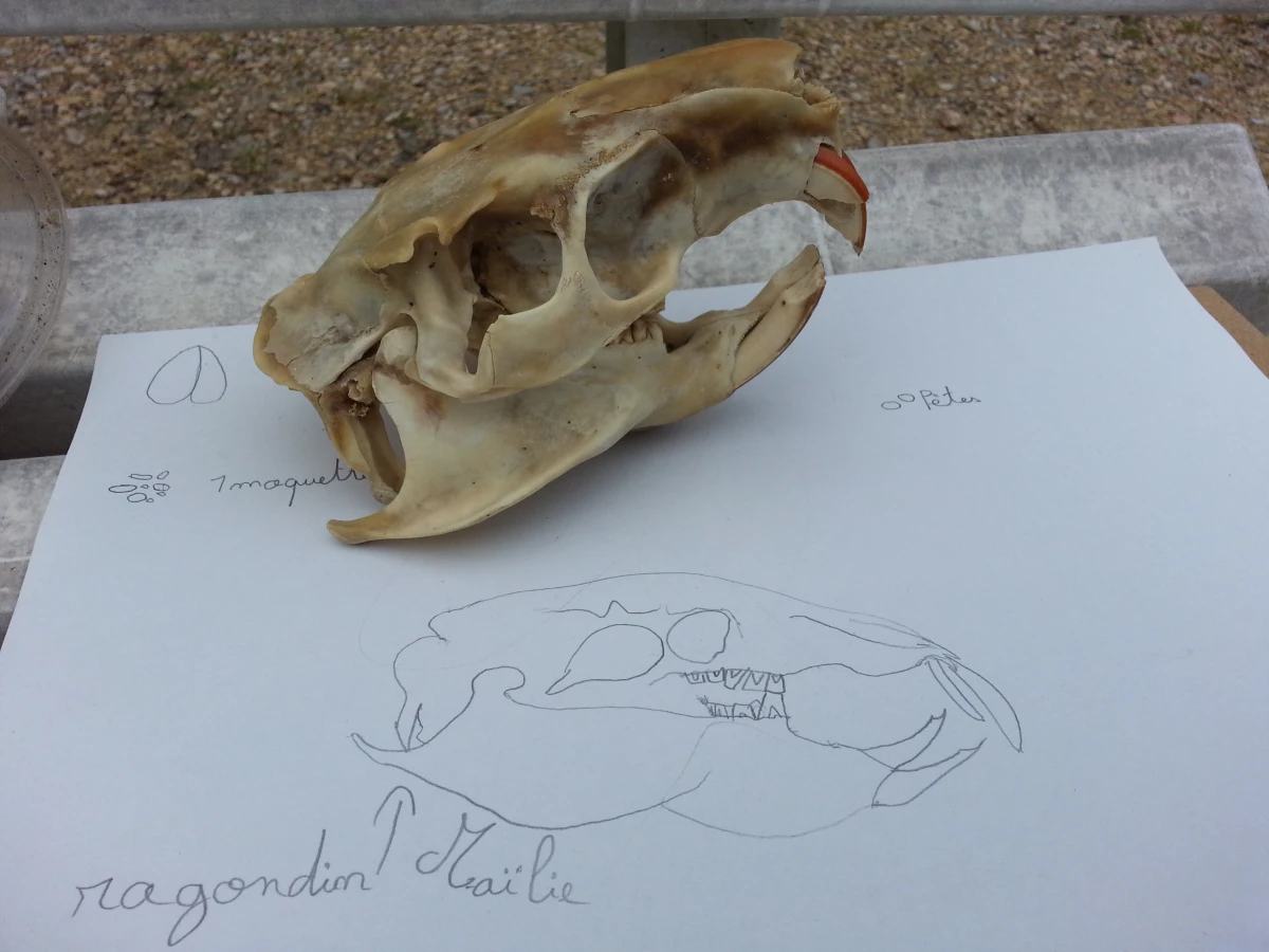 School trip: following the traces of animals! - Expérience Côte d'Azur