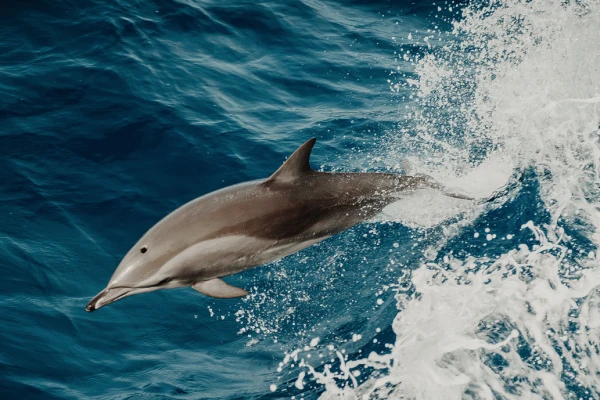 Saint Raphael --> Dolphins - Expérience Côte d'Azur