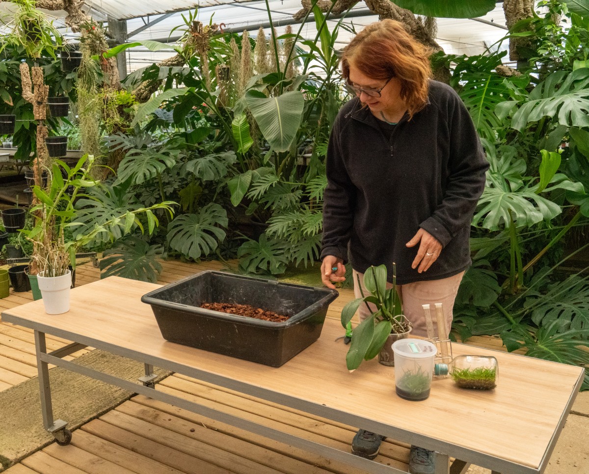 Workshop on Plants - Orchids - Expérience Côte d'Azur