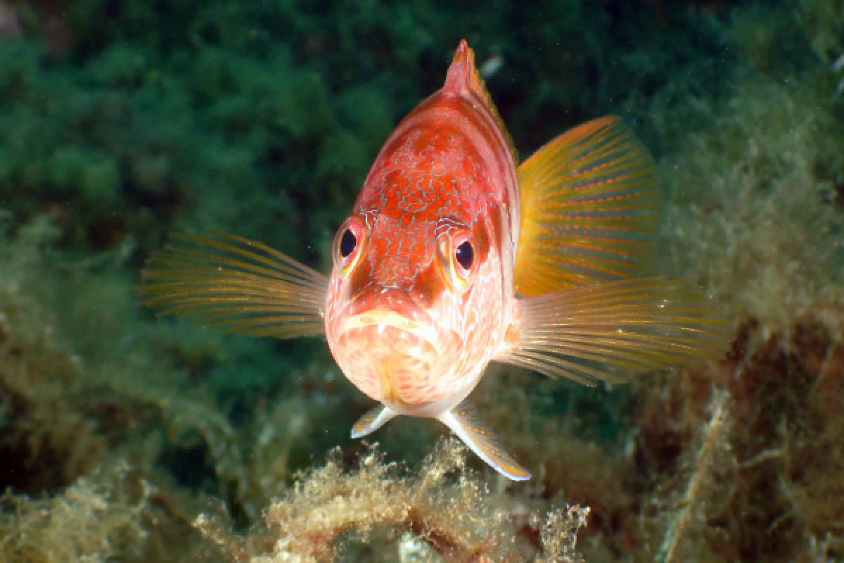 Scuba-Diving discovery lessons - 3 half-day - Expérience Côte d'Azur