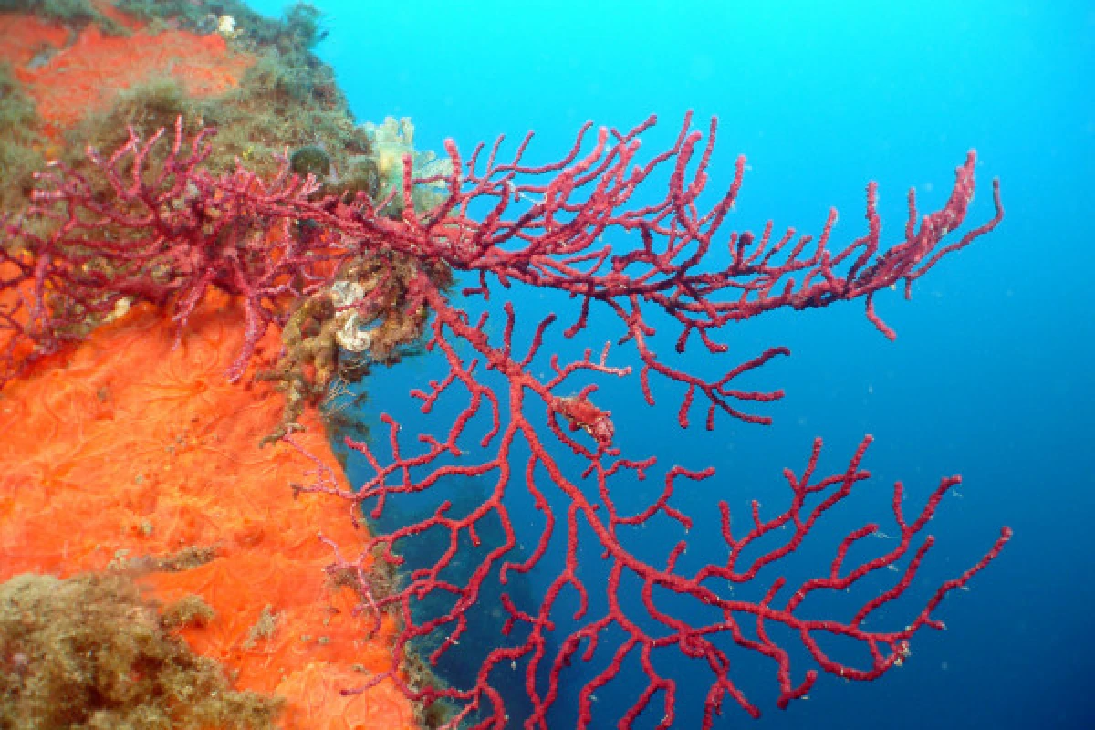 Scuba-Diving discovery lessons - 3 half-day - Expérience Côte d'Azur