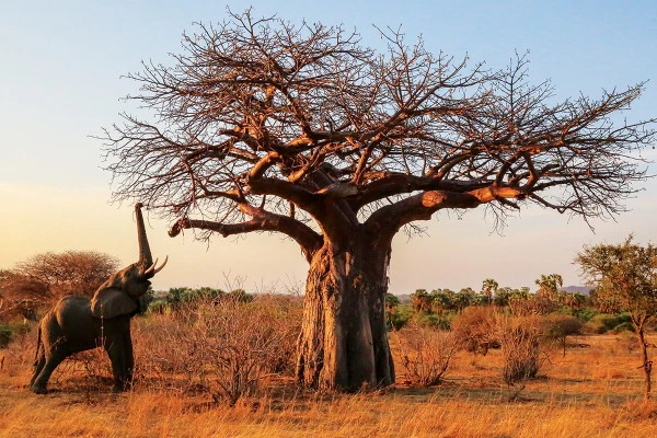 Ultimate Tanzanian Safari Adventure - Expérience Côte d'Azur