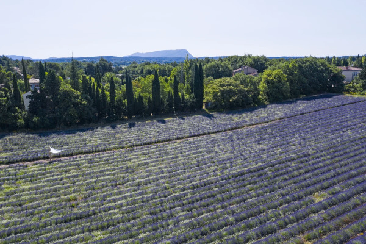 Visit Lavender field in Aix en Provence - Expérience Côte d'Azur