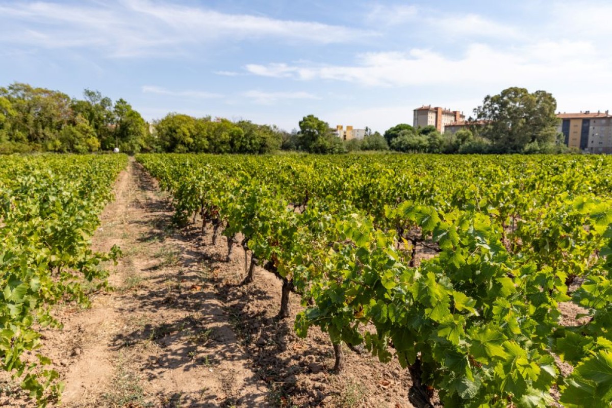 vignes- jas des oliviers