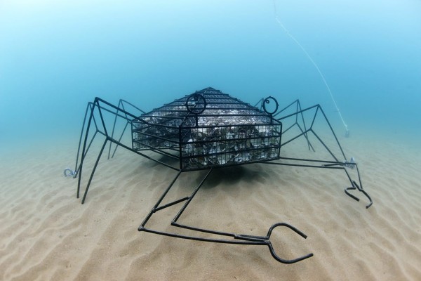 Submarine Mérou trail guided visit : BIOHUT TRAIL - Expérience Côte d'Azur