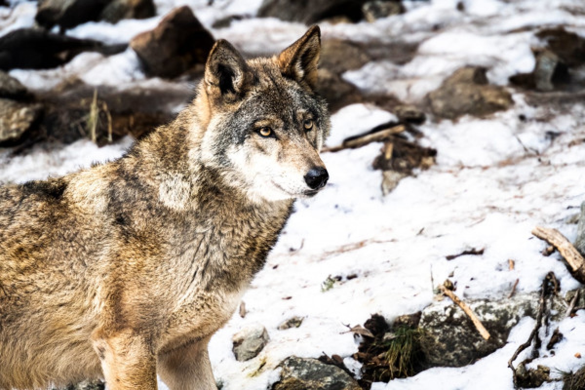 Guided tour of Parc Alpha - Expérience Côte d'Azur