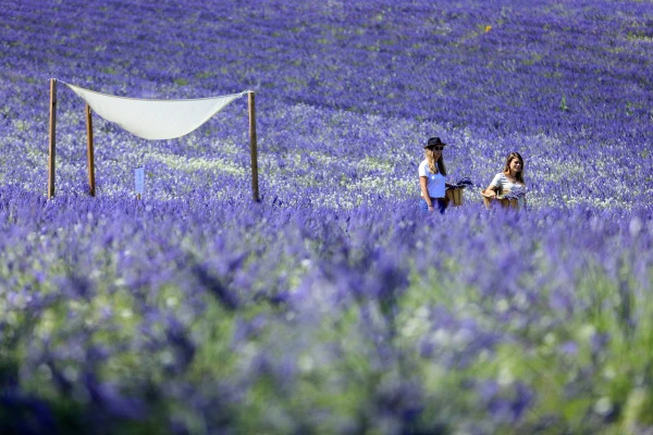 Visit Lavender field in Aix en Provence - Expérience Côte d'Azur