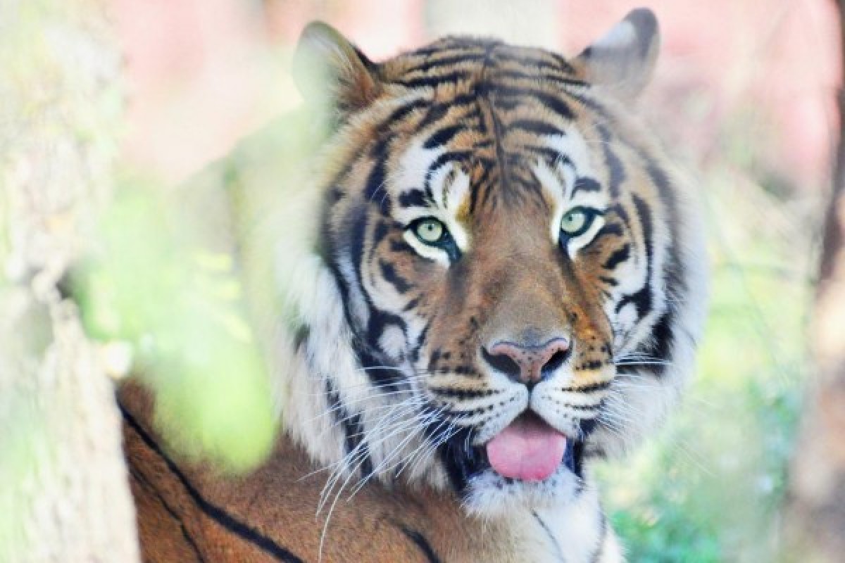 ZOO FREJUS - Expérience Côte d'Azur