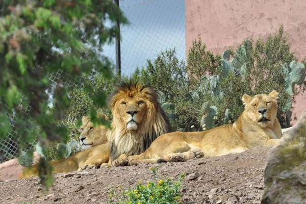 ZOO FREJUS - Expérience Côte d'Azur